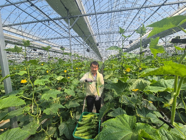 2026년 오이 소비촉진 대중매체 홍보영상 촬영 대표 이미지